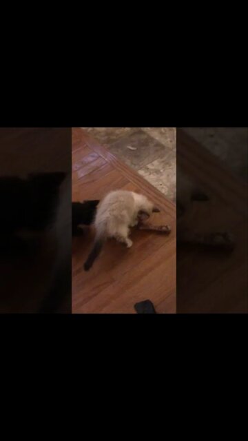 3 Kittens And A Rib #Shorts 😺