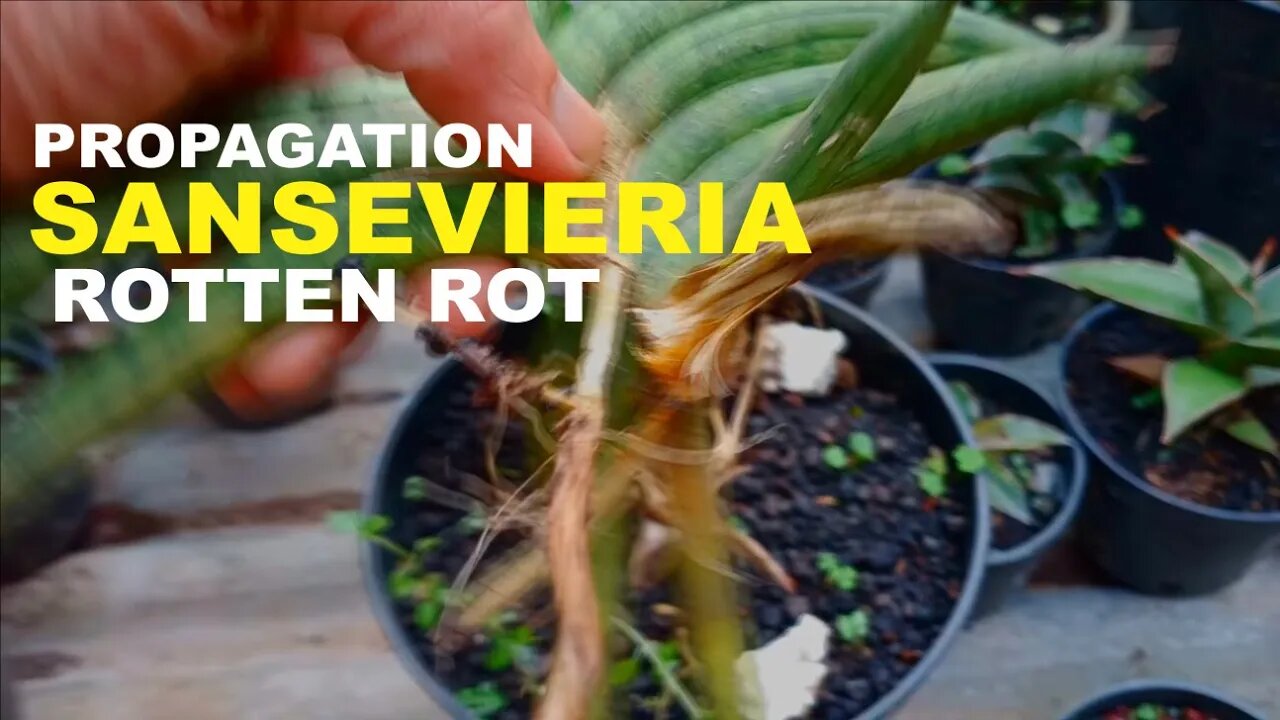 SANSEVIERIA ROTTEN ROT