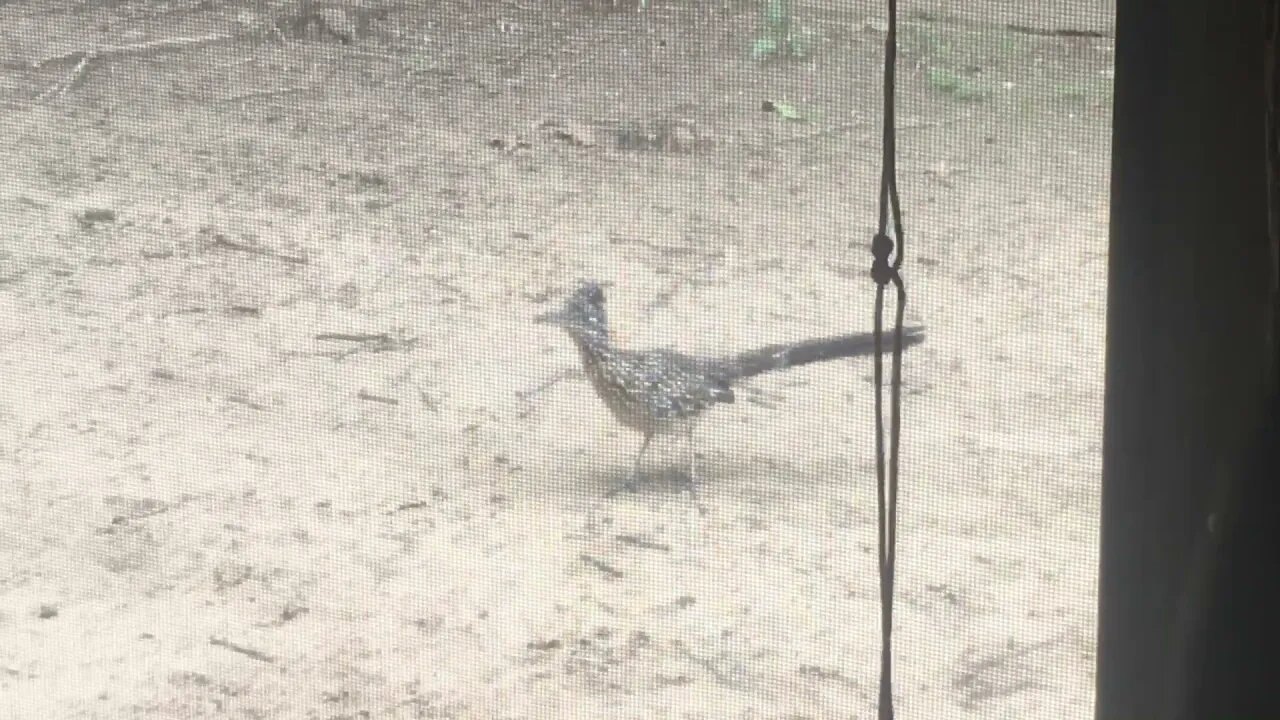 Road runner at my window