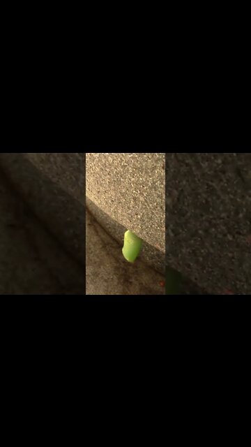 Monarch Chrysalis In Bad Place (Sad Ending)! #Shorts 😬