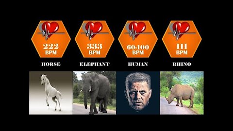 Heart ❤️ rate of different animals and human | heartbeats per minute | heartbeats comparison