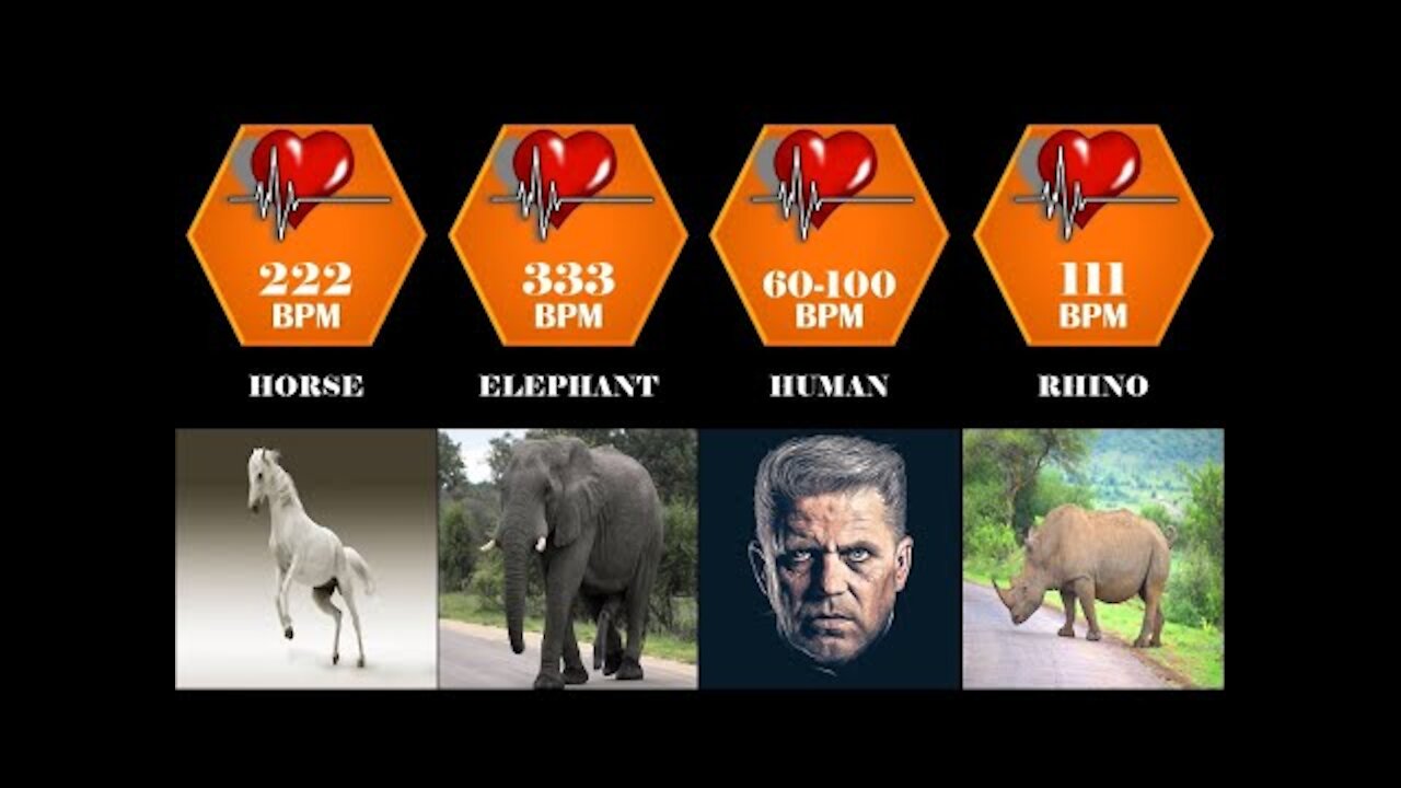 Heart ❤️ rate of different animals and human | heartbeats per minute | heartbeats comparison