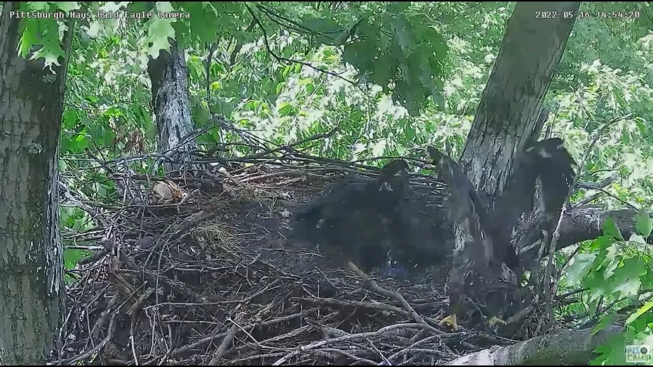 Hays Bald Eagles H16 wingersizing on the crib rails 2022 05 16 1454