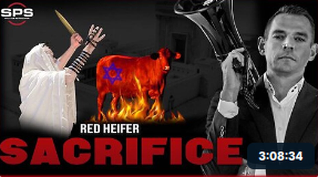 Stew Peters Debates Israel's Red Heifer Breeder and a JEW