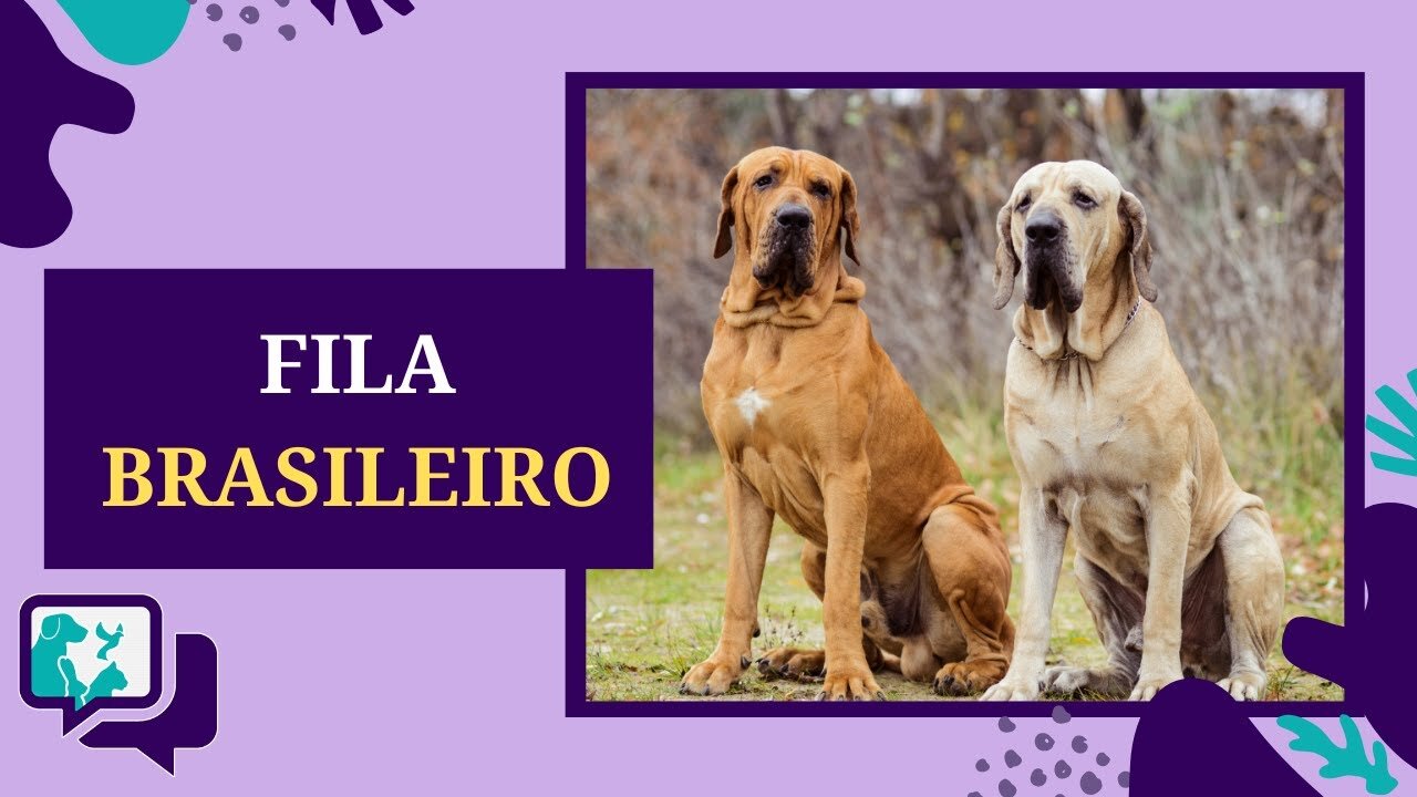 FILA BRASILEIRO: TUDO SOBRE A RAÇA