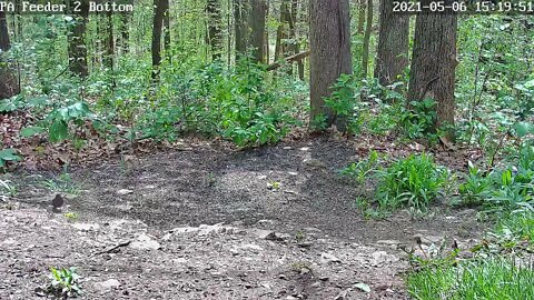 Dramatic male cowbird fight