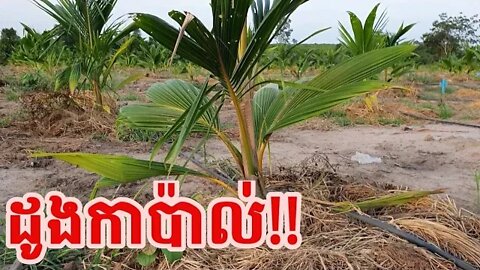 ដូងកាប៉ាល់ / ការជ្រើសរើសពូជដូងដើម្បីដាំអោយមានការលូតលាស់ល្អ / Coconut Plants