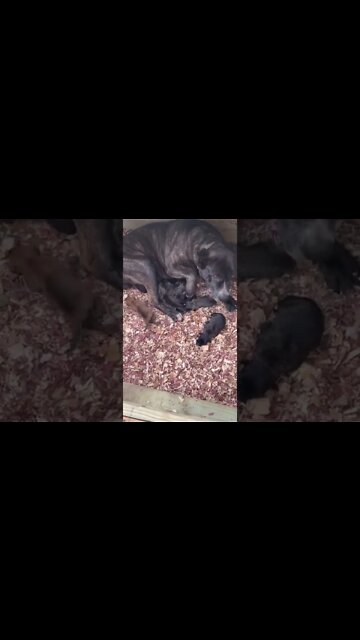 ASC’s Lucky 7 x ASC’s Widow breeding. Pups are 4 days old #bandogs #catchdog #protectiondogs