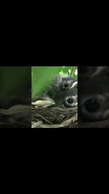 Baby Robins Day 11 #Shorts