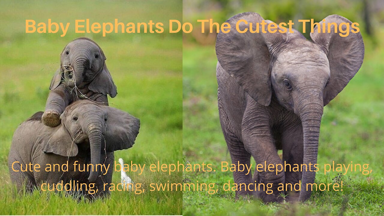 Baby Elephants Do The Cutest Things