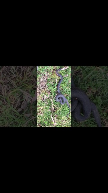 The red belly black snake is dead RIP poor snake