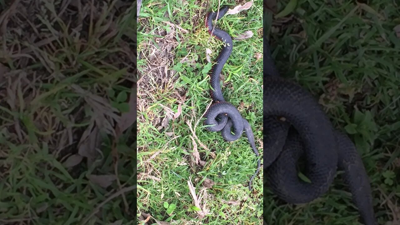 The red belly black snake is dead RIP poor snake