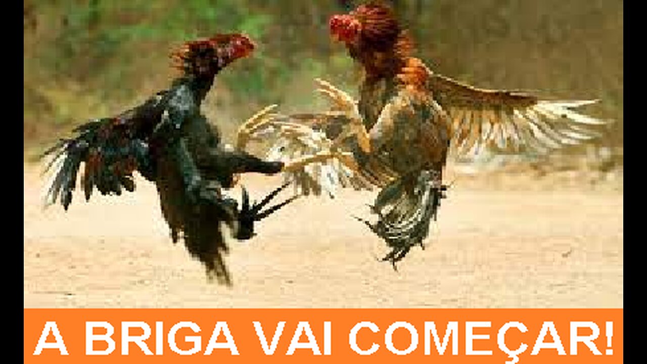 A BRIGA DOS GALOS