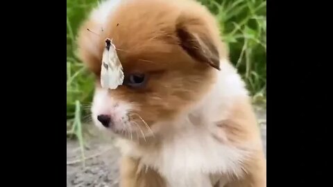 dog and butterfly