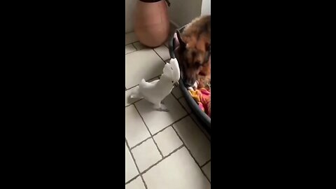 Very funny cat's and dogs videos 🤣😂😂