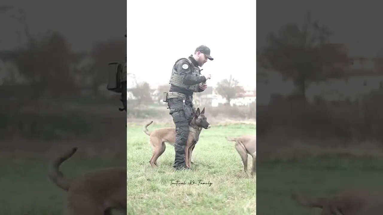 MELINOIS K9 TACTICAL: DOG TRAINING...#SHORTS