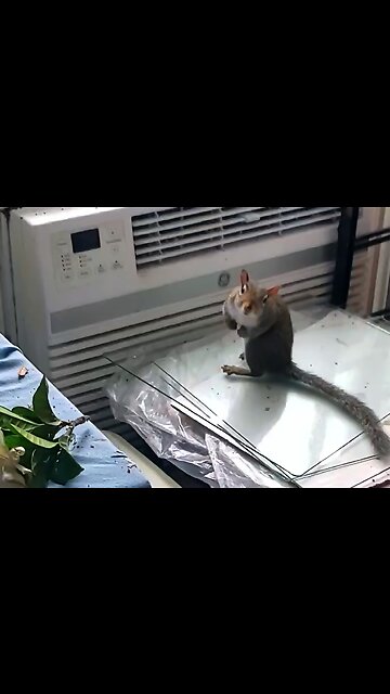 WHAT ARE YOU LOOKING AT?