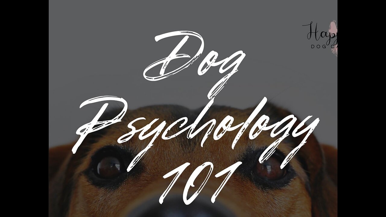 Dog Psychology 101