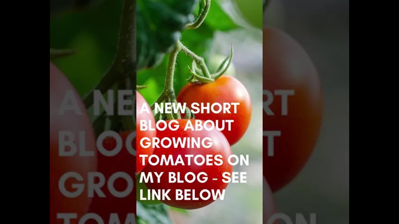 How to grow tomatoes in pots - new short blog - link in description