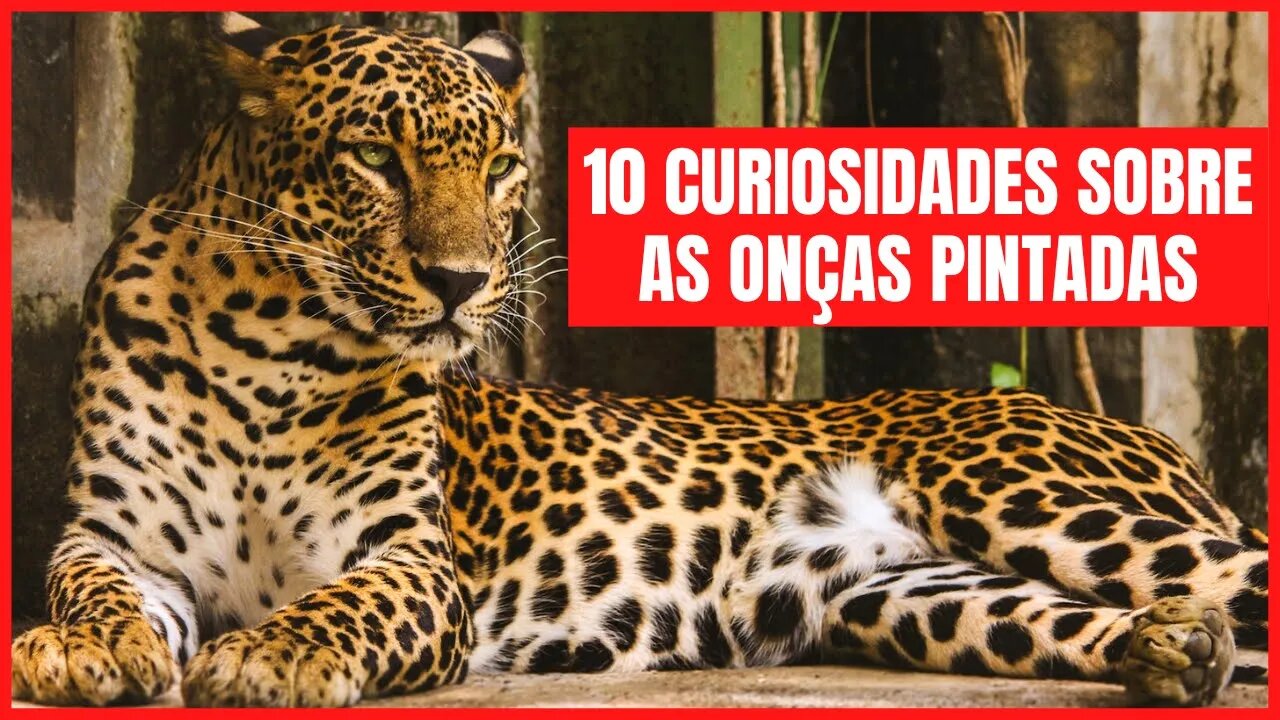 10 CURIOSIDADES SOBRE OS JAGUARES OU ONÇAS PINTADAS