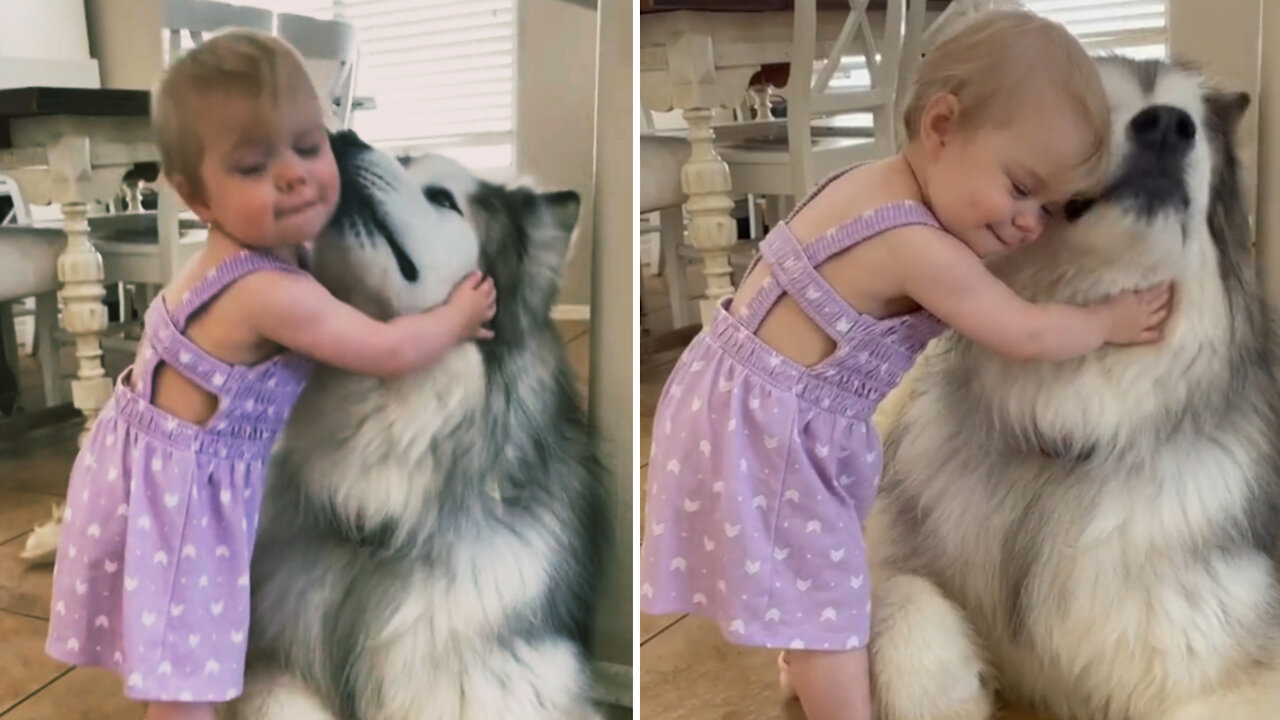 Cute Dogs and Babies are Best Friends - Dogs Babysitting Babies Video