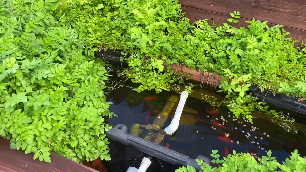 Feeding the Fish and a Positive Message