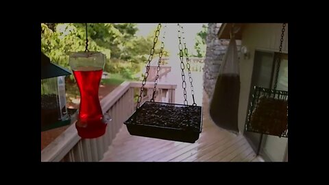 Live Bird Feeder "All night" Asheville NC. In the mountains. Aug. 11 2021