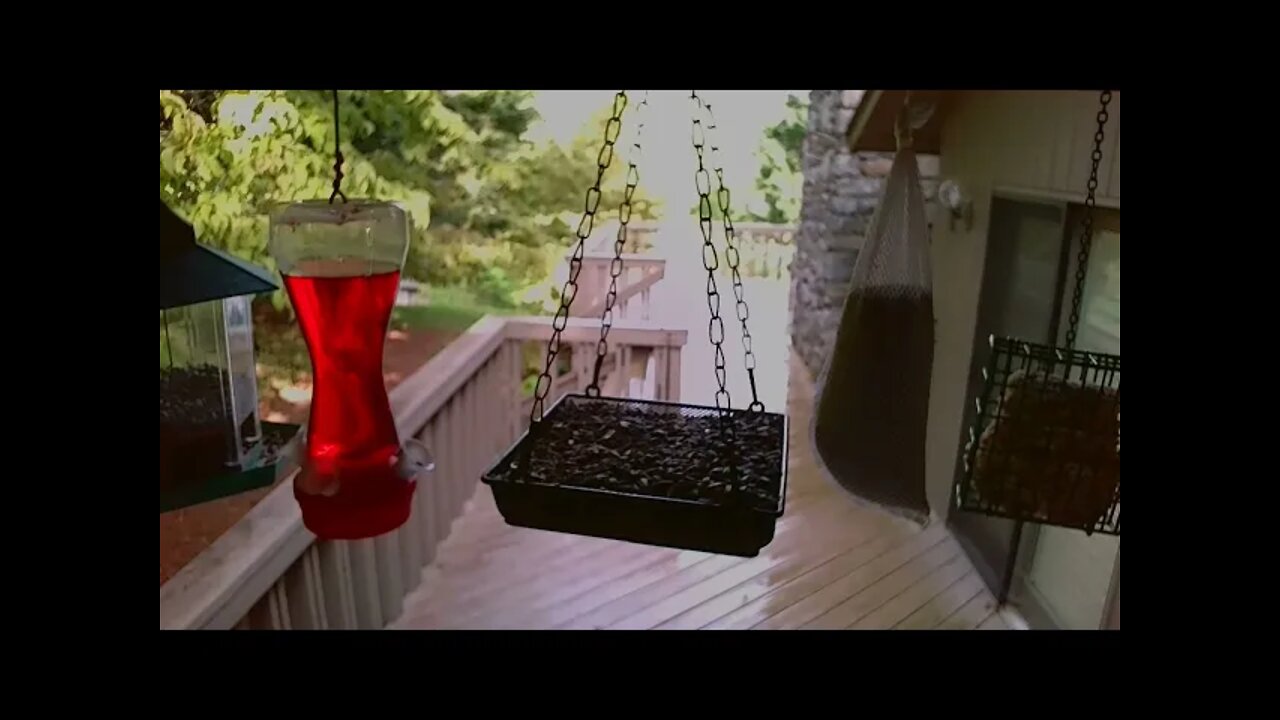 Live Bird Feeder "All night" Asheville NC. In the mountains. Aug. 11 2021