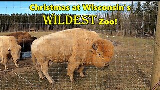 Christmas at Wisconsin's WILDEST Zoo!