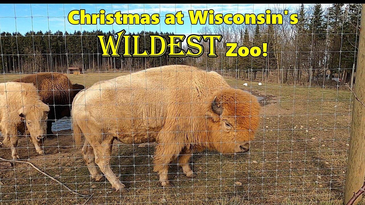 Christmas at Wisconsin's WILDEST Zoo!