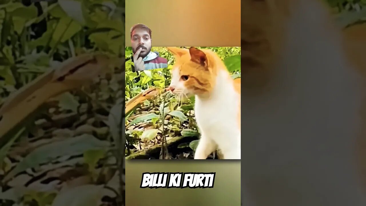 billi ki Furti ka kya Kahan #knowledge #new #fact #factsmine #animals #viral