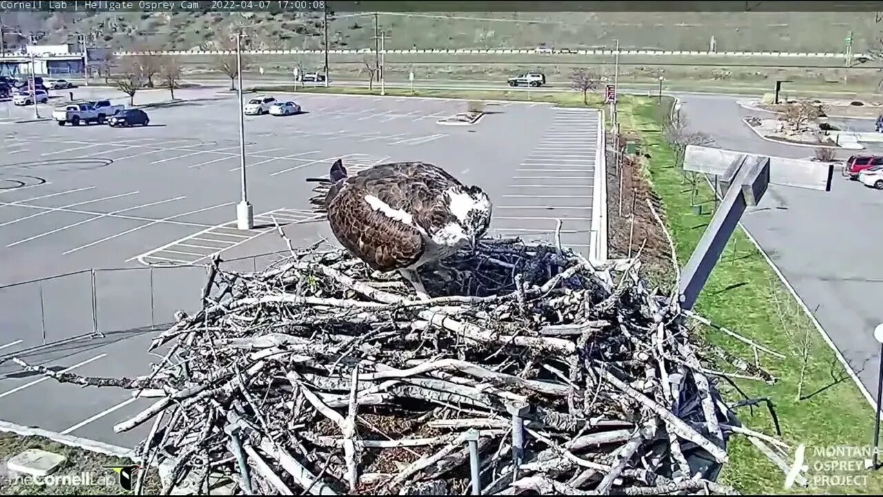 Welcome Home Beautiful Queen Iris.4:09 pm 4-7-22