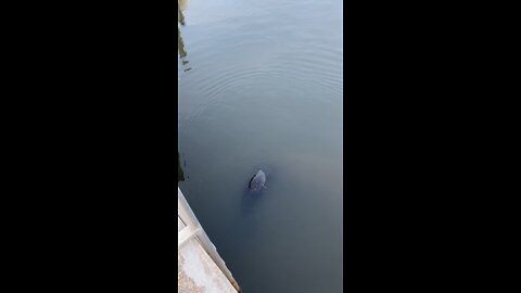 More baby manatees!