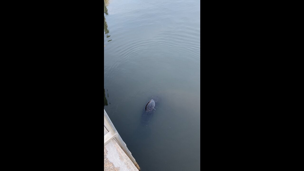 More baby manatees!