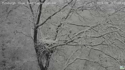 Hays Eagles nest Pan Winter scene 2020 12 01 1116AM