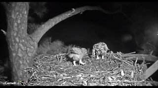Mom Returns With a Rat 🦉 3/25/22 04:38