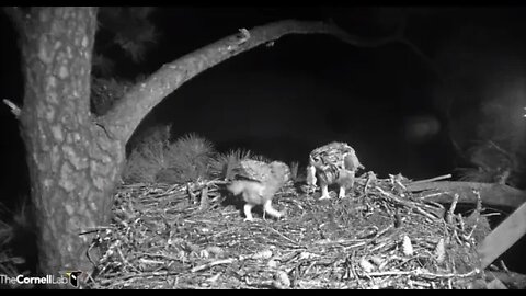 Mom Returns With a Rat 🦉 3/25/22 04:38