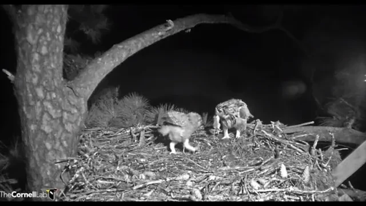 Mom Returns With a Rat 🦉 3/25/22 04:38