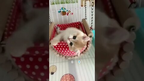 cute cat videos 😹 funny videos 😂