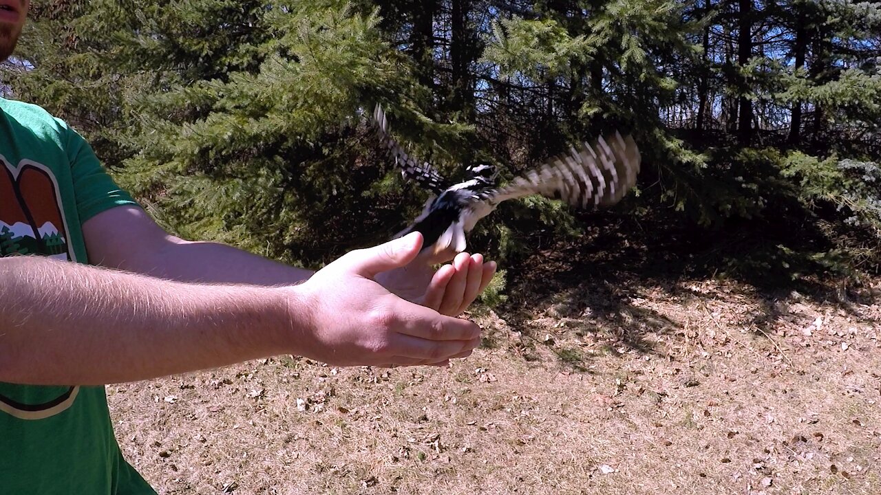 Injured woodpecker recovers and flies free