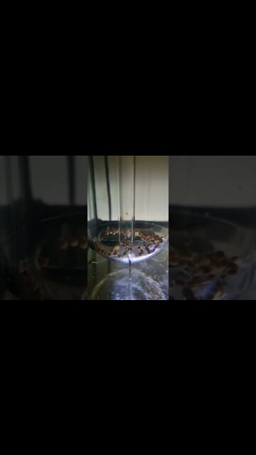 Electric Yellow, Maingano Cichlid and bristlenose eggs all together in Egg Tumbler