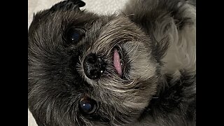 Wicket luv pizzzza