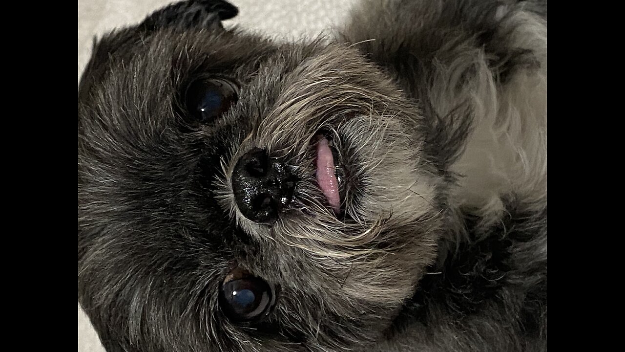 Wicket luv pizzzza