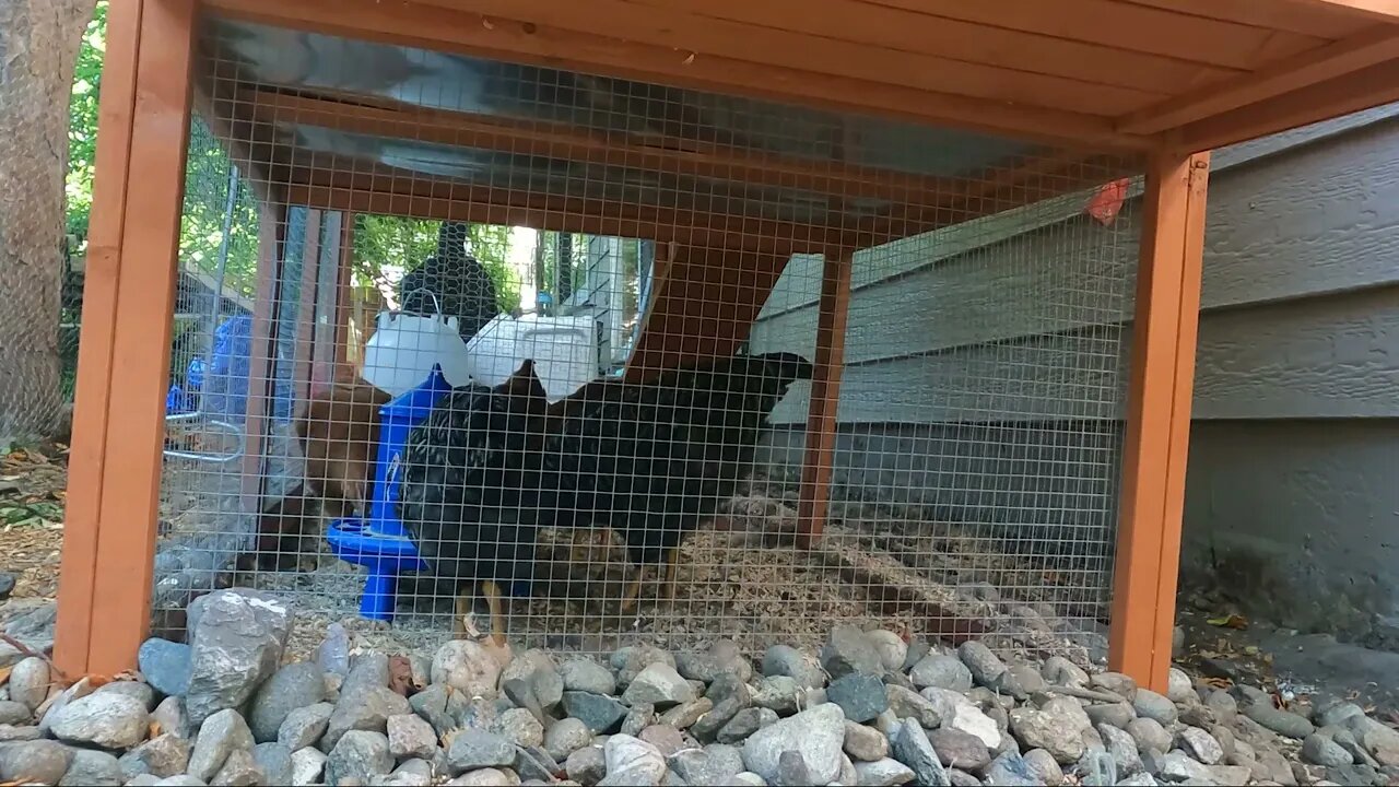 My Backyard Chickens - Episode 42