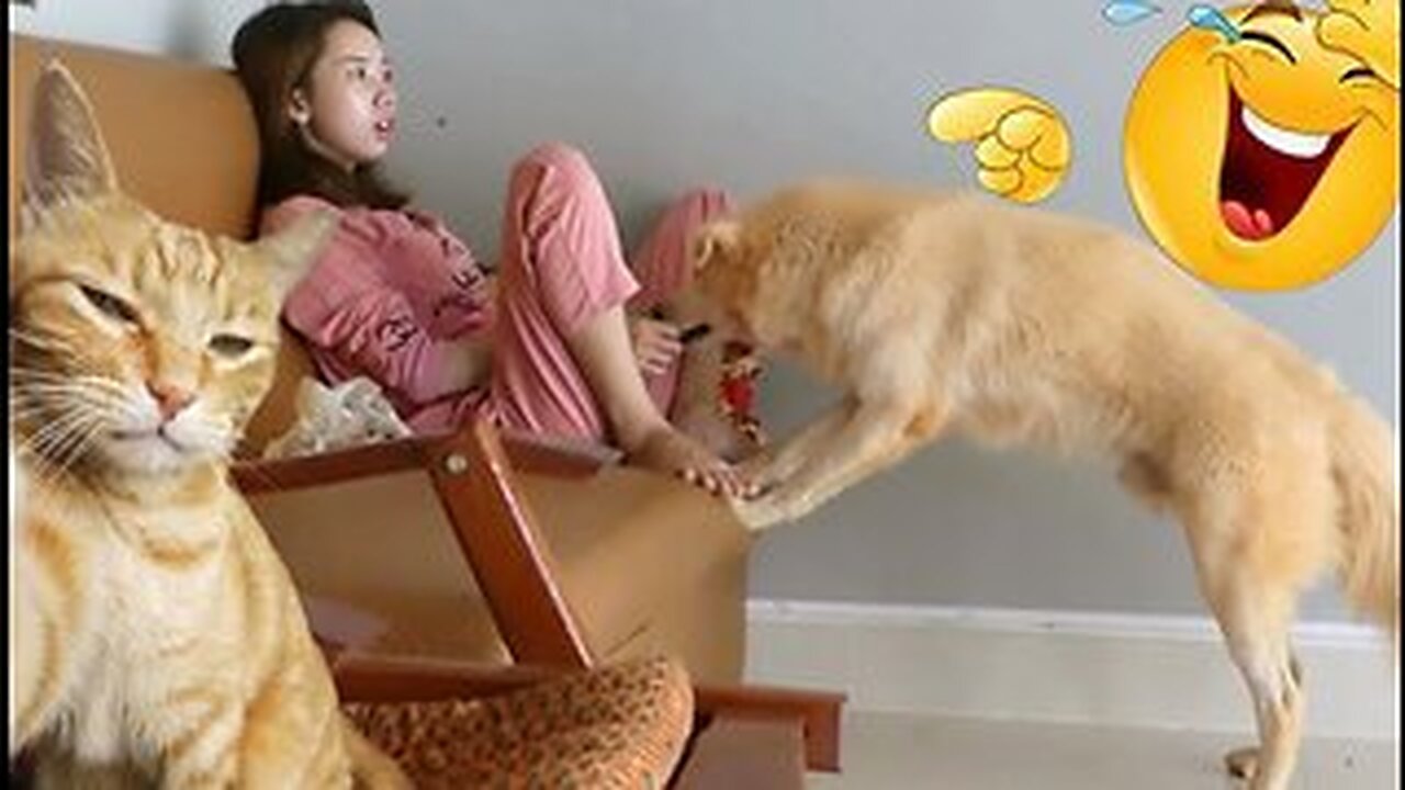 Best Funniest Animals Video #1