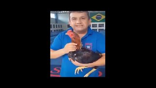 por onde anda o galo vagabundo do lixo hoje ????????