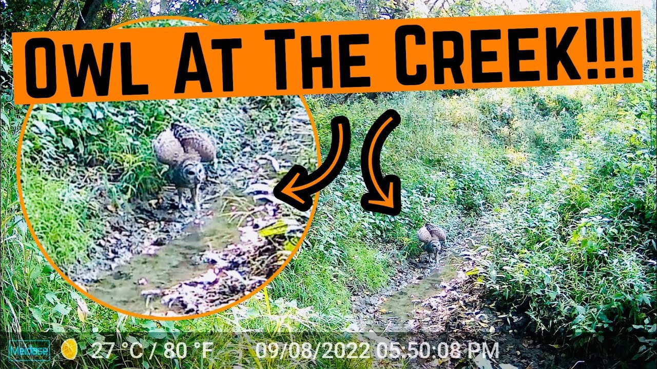 OWL At The CREEK Caught On CAMERA!!!