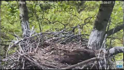 Hays Eagles nest has Baltimore Oriole visitor 2020 05 07 1513