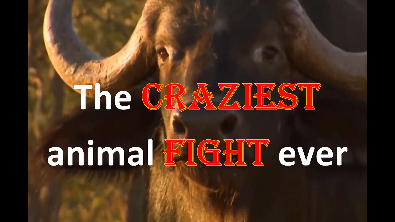 The most bizarre animal fights ever, the harsh existence of wild animals.