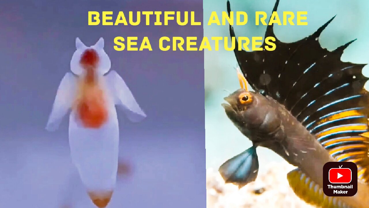 Unveiling the Wonders of Exotic Creatures and Rare Fish"